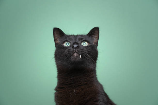 istock curious black cat with green eyes and tooth looking out 1359022375