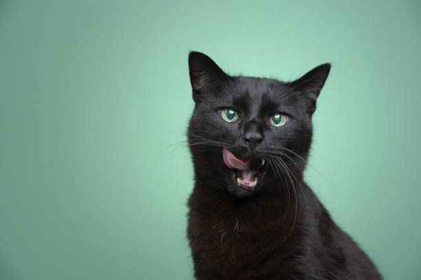 hungry black cat with mouth open licking lips on green background hungry black cat with mouth open licking lips on green background portrait with copy space mint green stock pictures, royalty-free photos & images