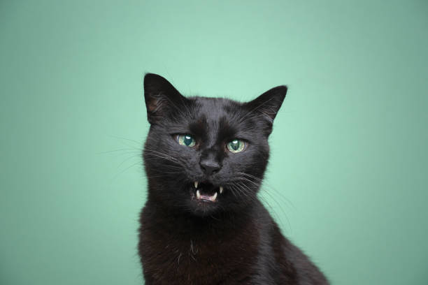 istock black cat meowing with mouth open on green background 1359022388