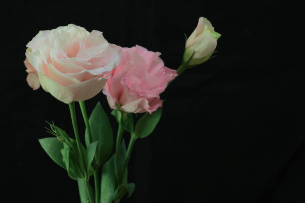 istock bouquet of Lisianthus in a black background 1359022431