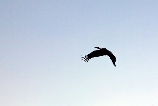 White stork in flight against on blue sky background