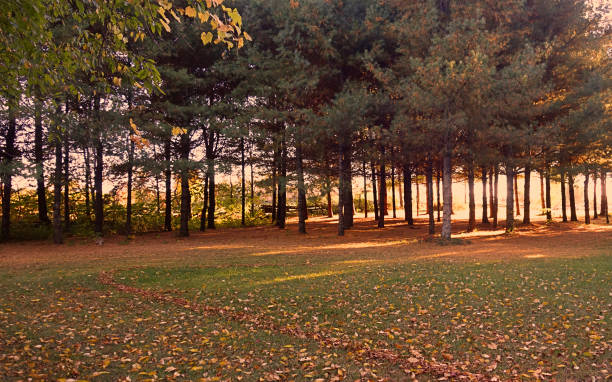 Colorful Autumn Sunlight Through Trees Landscape