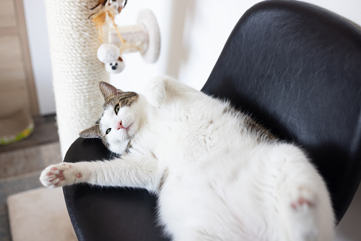 Fat lazy cat laying on leather chair next to sisal scratching post, looking annoyed and not in the mood. Cat scratchers, climbing poles for cat claws and furniture concept. Selective focus, closeup