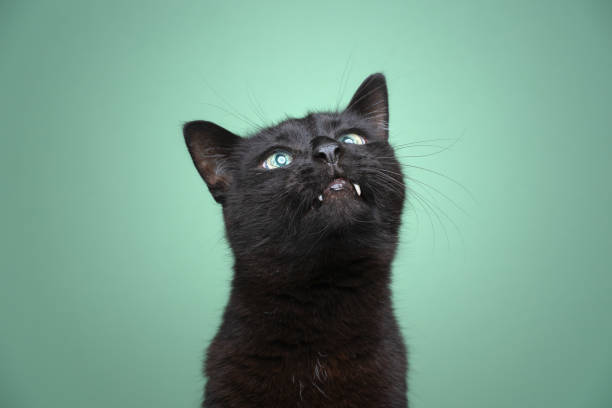 istock cute black cat with overbite looking up curiously 1359022533