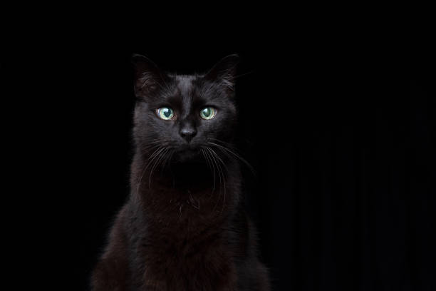 portrait de chat noir aveugle sur fond noir - animal retina photos et images de collection