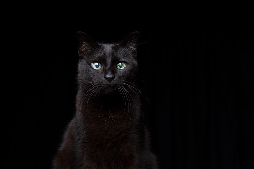 blind black cat portrait on black background with copy space