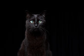 blind black cat portrait on black background