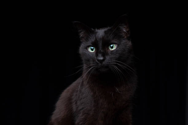 istock blind black cat portrait on black background 1359022693