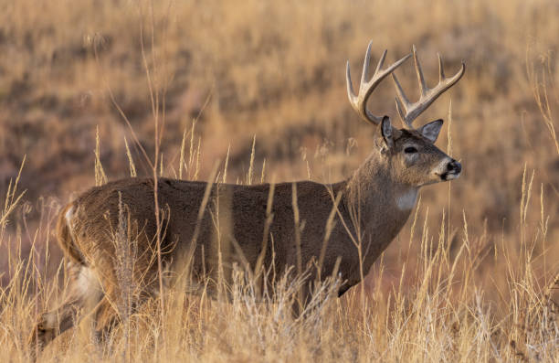 istock Buck Whitetail Deer in Autumn in Colorado 1359023495