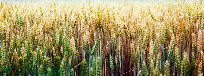 Wheat field.Yellow wheat ears field background.