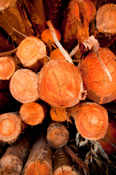 istock Details of Eucalyptus trees 1359025615