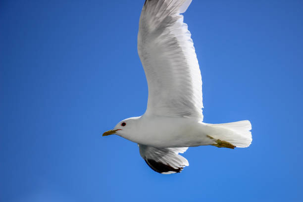 istock Seagull flying in the blue sky 1359025837