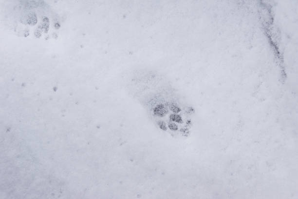 istock on the freshly fallen snow, cat footprints covered with several snowflakes 1359030641