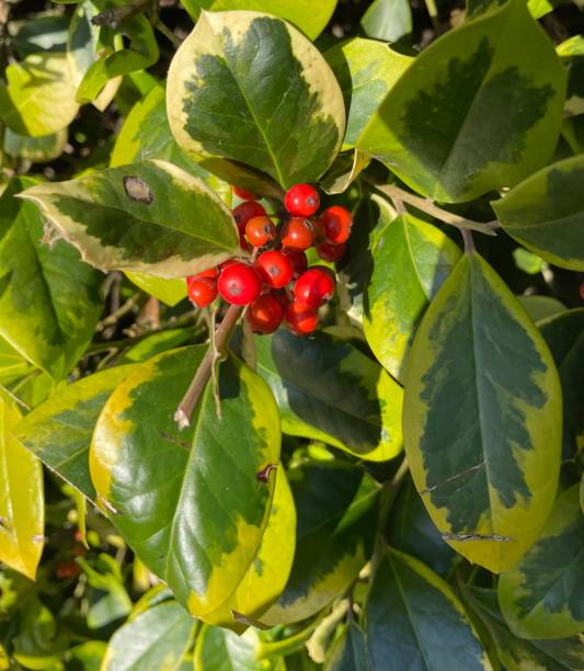 istock Holly Berries with Variegated Leaves 1359030764