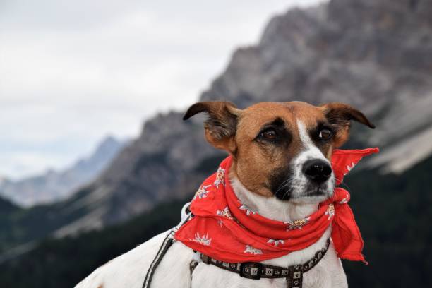 istock Maggie the Jack Russell terrier is ready to hike 1359033067