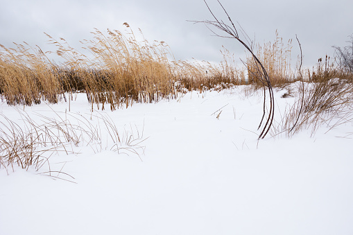 Golden dried grasses in a field of white snow with overcast sky and copy space