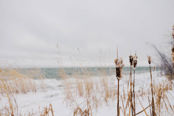 colas de gato de invierno y costa - frozen cold lake reed fotografías e imágenes de stock