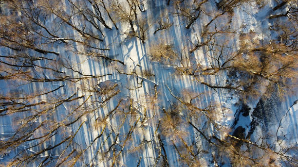 ujęcie z lotu ptaka dronem śnieżnego lasu liściastego ze strumieniem w zimie - winter stream river snowing zdjęcia i obrazy z banku zdjęć