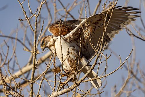 Close up photo of ferruginous hawk perched on limb