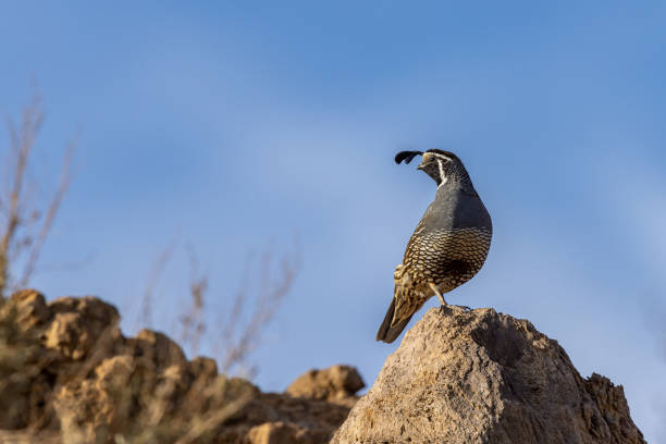 Male California quail on the ground in various poses and positions to include rocks, sage brush, scratching in gravel.