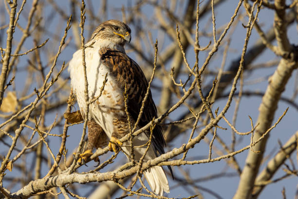 istock Full body photo of ferruginous hawk perched on limb 1359043274