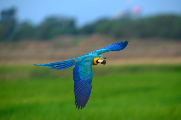 istock Blue and gold macaw flying on green field 1359043294