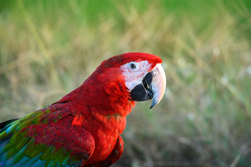 The cuteness of red and green macaw