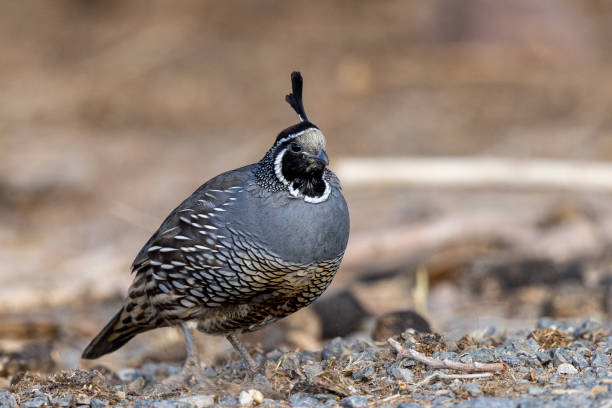 istock Male california quail in various poses and terrain 1359043334