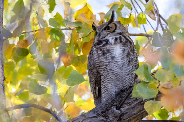 istock A great horned owl perched in front of colorful fall foliage 1359043345