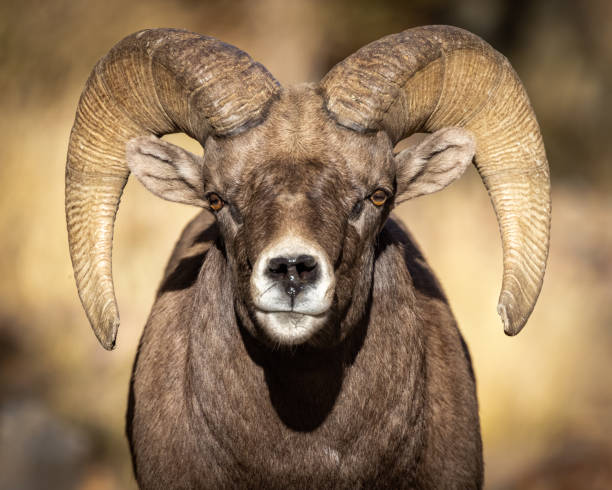 Our Best Ram Animal Stock Photos, Pictures & Royalty-Free Images - iStock | Ram  animal horns