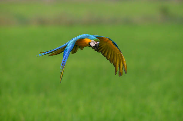 istock Blue and gold macaw flying on green field 1359043450