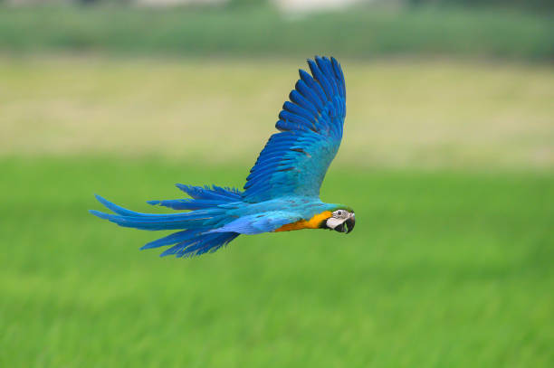 istock Blue and gold macaw flying on green field 1359043497