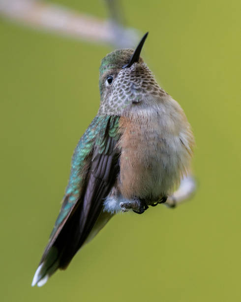 istock Closeup of female broadtail hummingbird 1359043689