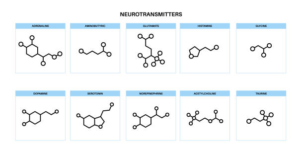 신경 전달 물질의 화학 공식 - amino acid molecule chemical histamine stock illustrations