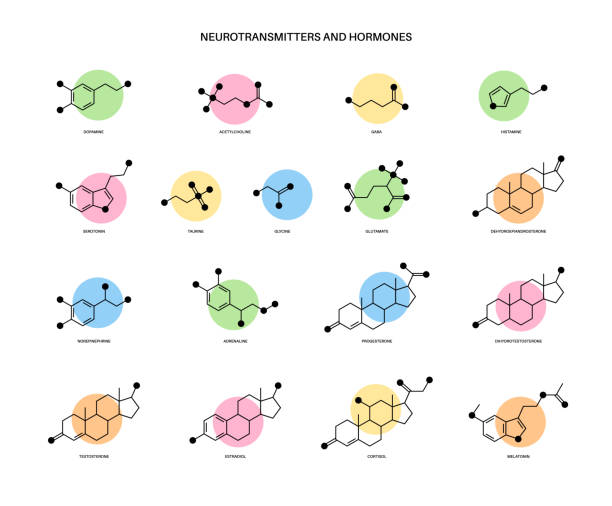 ilustraciones, imágenes clip art, dibujos animados e iconos de stock de hormonas y neurotransmisores - formula chemistry vector molecular structure