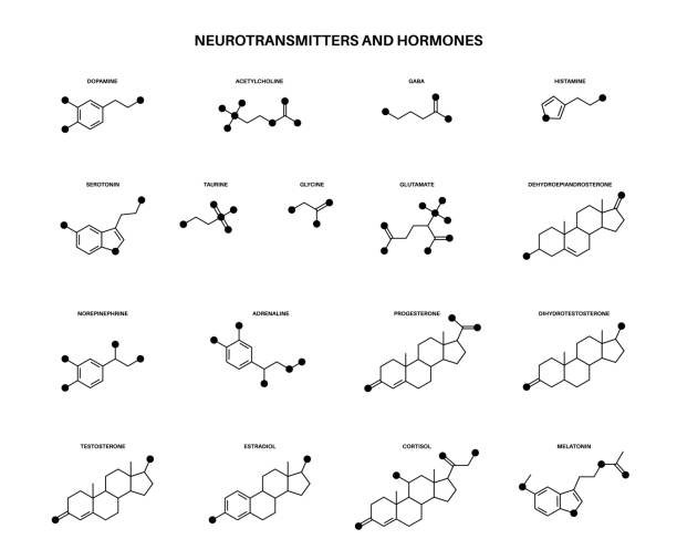 호르몬 및 신경 전달 물질 - amino acid molecule chemical histamine stock illustrations
