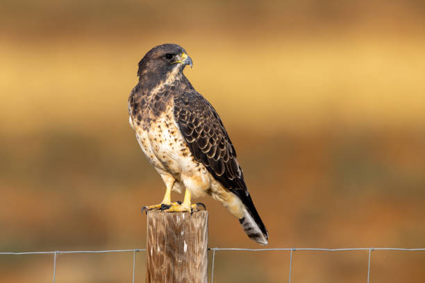 istock Swainson's hawk posing on a fence post 1359043751