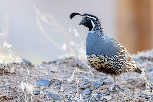 istock California quail in various poses and terrain 1359043807