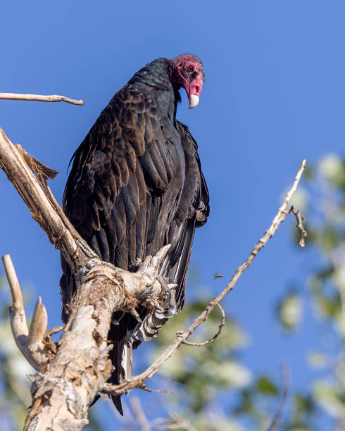 istock Closeup of turkey vulture sitting in old tree 1359043812
