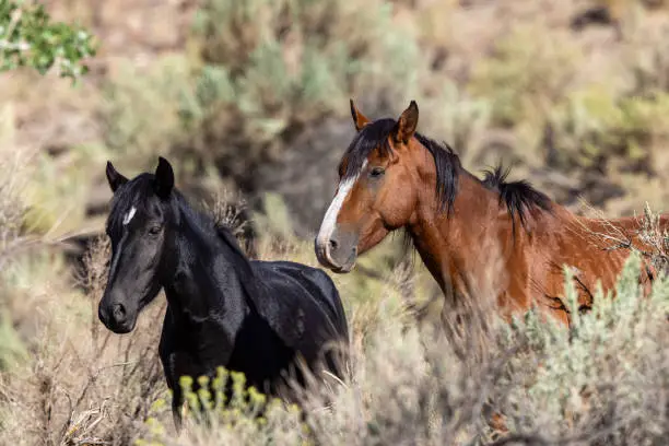 A pair of wild horses, also known as mustangs, stand in the desert sagebrush outside Reno Nevada