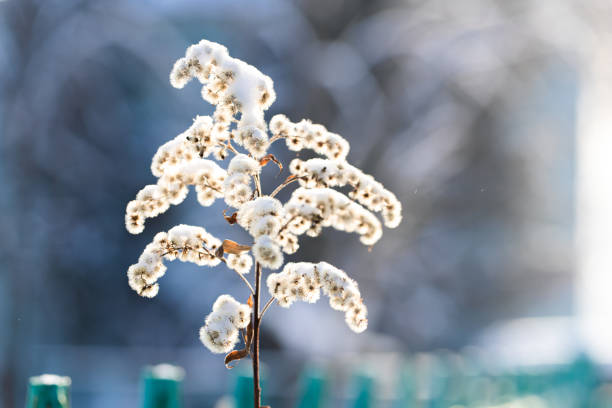 Winter bushes covered with snow. Nature of Russia. Welcome winter.