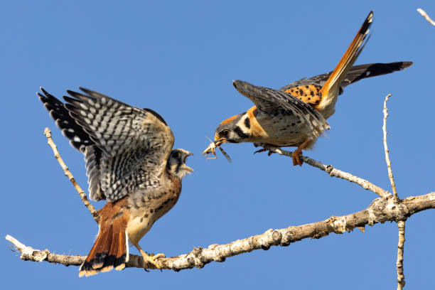 istock Kestrel bring food to its fledgling 1359044491