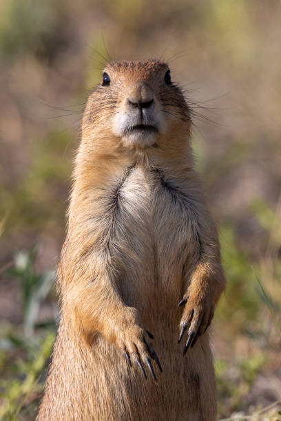 istock Prairie dog standing upright for better view 1359044507