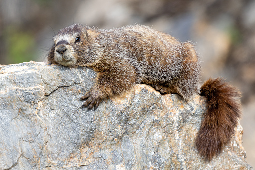 A marmot lies on rock to warm itself in the sun