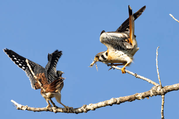 istock Kestrel bring food to its fledgling 1359044510