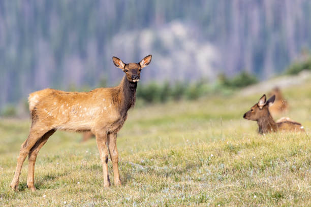 istock A female elk and her calf 1359044530