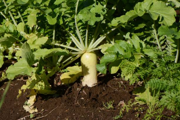 istock Japanese white radish cultivation. 1359048355