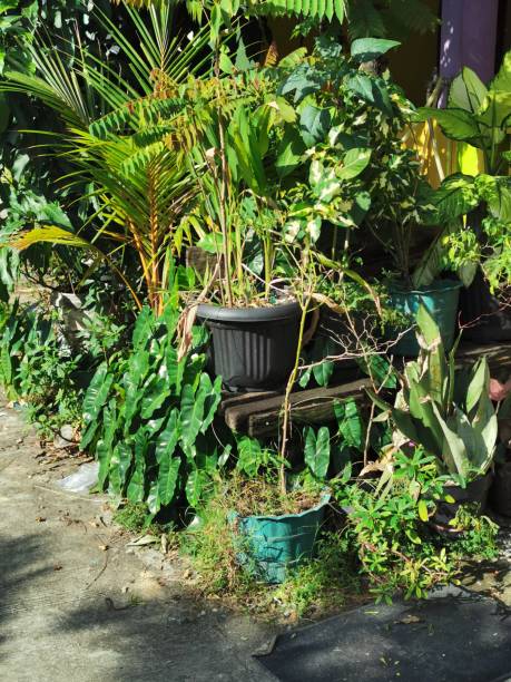 istock A small veranda used to grow flowers 1359051201