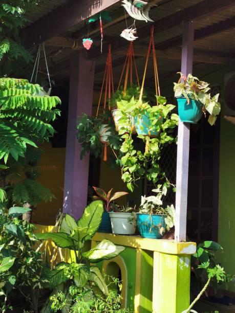 istock A small veranda used to grow flowers 1359051206