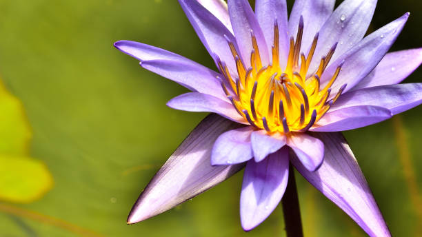 istock Beautifully blooming purple lotus. 1359052018